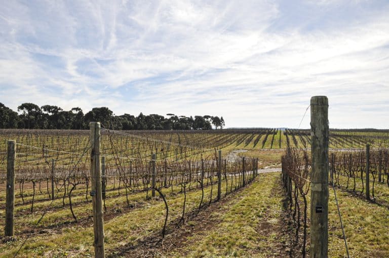 Santa Catarina busca selo de Indicação de Procedência para comprovar qualidade dos vinhos de altitude do Estado
